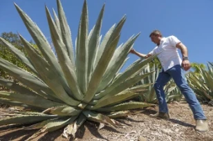Californianii pariază pe agricultură Agave pentru băuturi spirtoase Hol