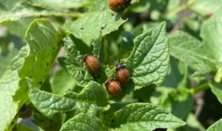 Nou insecticid foliar pentru canola