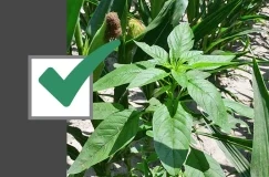 Utilizați această listă de verificare în 4-pași pentru controlul cu 97% Plus ...